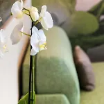 Palace Luxury Appartamento Alba (Piedmont)